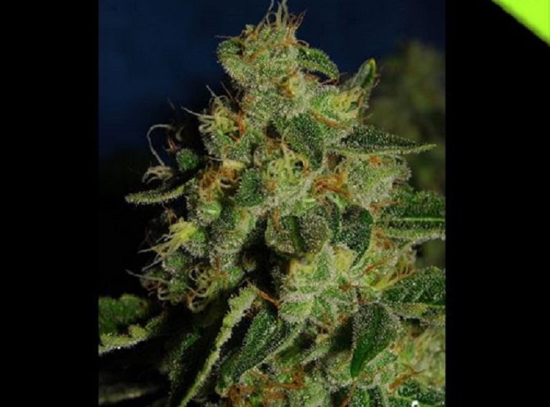 Are Green Crack Seeds Suitable for Outdoor Cultivation