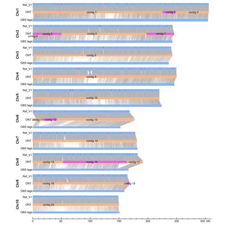 maize-genome-complexity-traversed-with-long-read-sequencing-4