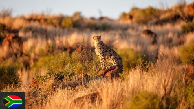 south-africa-post