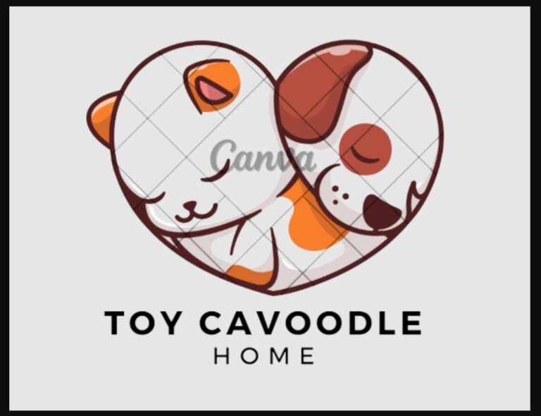 Toy-Cavoodle-for-sal