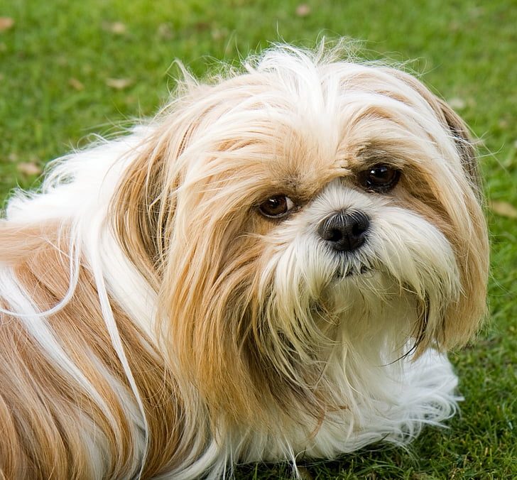 dog-shih-tzu-cute-animal-preview