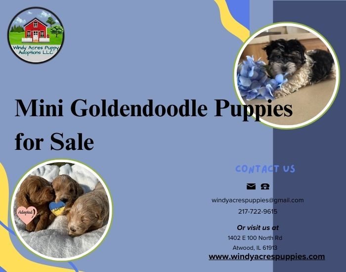 Why Mini Goldendoodle Puppies Are the Best Choice for Your Next Furry Friend