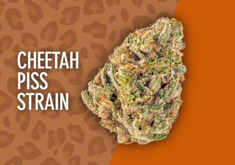 Cheetah-Piss-Strain-Review