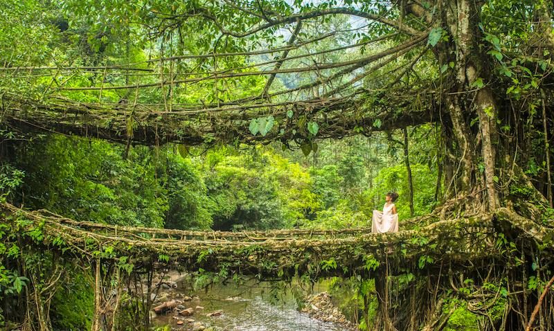 Double Decker Living Root Bridge: A Natural Marvel in Meghalaya