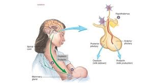 prolactin